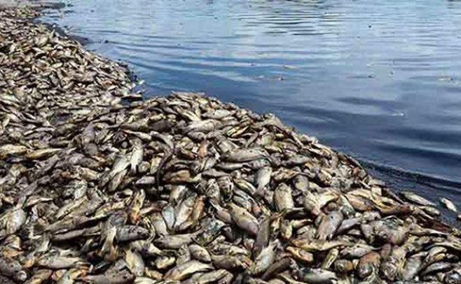 Continúa siendo un misterio los peces muertos en playas