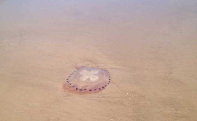 Aparecieron más peces muertos y una nueva cianobacteria. El Espectador