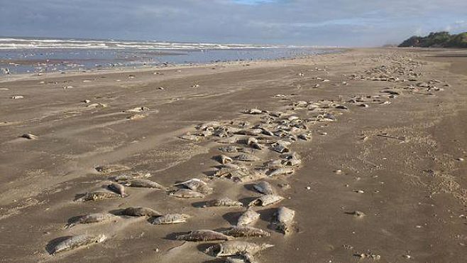 El Partido Nacional pide informe sobre la aparición de peces muertos