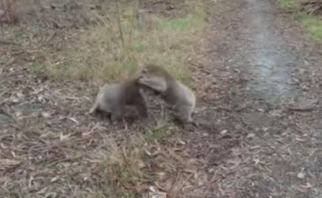 Estos dos koalas creen que son luchadores de sumo