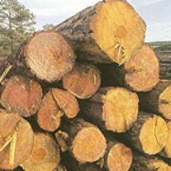 El sector forestal creció 40% este año
