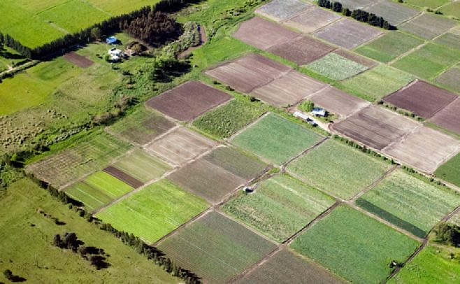 Declaran cancerígenos cinco pesticidas, algunos son usados en Uruguay