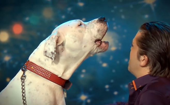 Video de perro que canta tema de "El Guardaespaldas" se hace viral