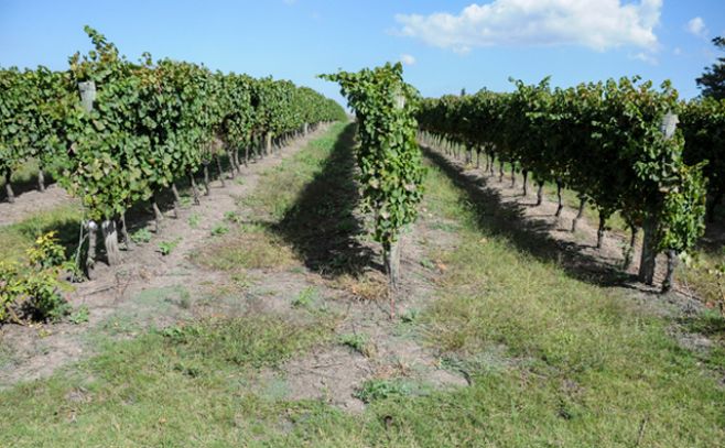 Vinos uruguayos premiados en concurso mundial de España