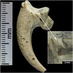 Los neandertales crearon las primeras joyas humanas