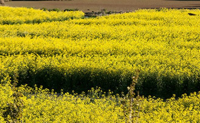 Mayorías de ramas del agro con menor producción en 2014