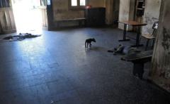 ASSE trasladó a pacientes de Colonia Etchepare