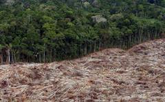 La deforestación acelerada de la selva amazónica