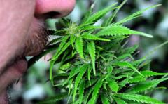 Marihuana para uso medicinal, ¿Uruguay está listo?