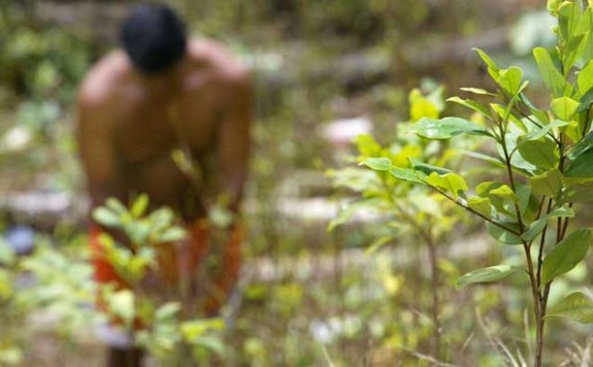 Los riesgos del glifosato; "probable" cancerígeno