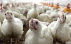 Hay más de una docena de avícolas donde las condiciones de trabajo son insalubres, denunció Flores