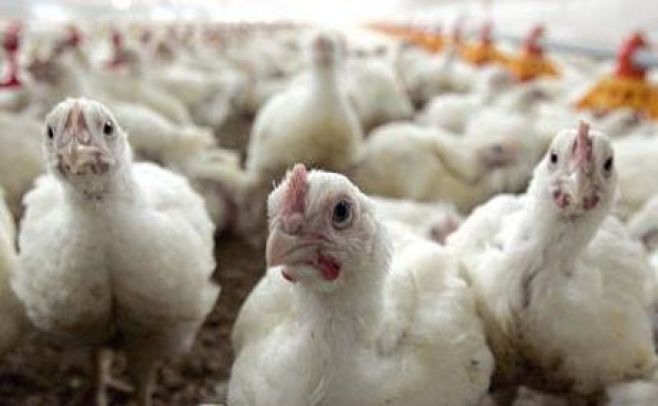 Hay más de una docena de avícolas donde las condiciones de trabajo son insalubres, denunció Flores