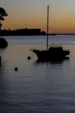 Productores de Tacuarembó vinculan mortandad de ovinos con cianobacterias en el Río Negro