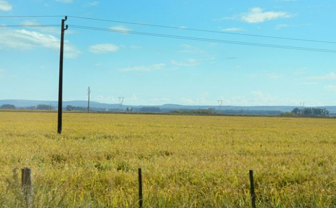 Senado aprobó Impuesto a Primaria a inmuebles rurales