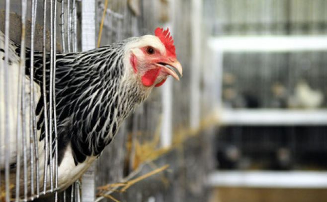 Compleja situación en avícolas: un despido y clausuras preventivas