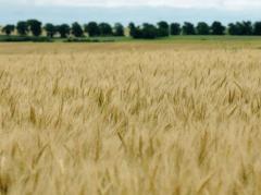 Planteos y realidad en la zona núcleo agrícola del país