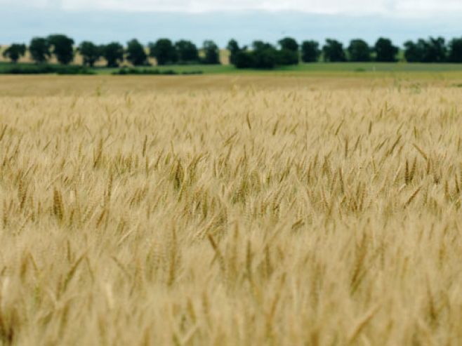 Planteos y realidad en la zona núcleo agrícola del país