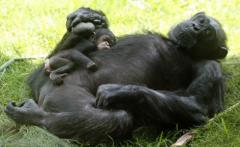 A los chimpancés les gusta el alcohol, según estudio