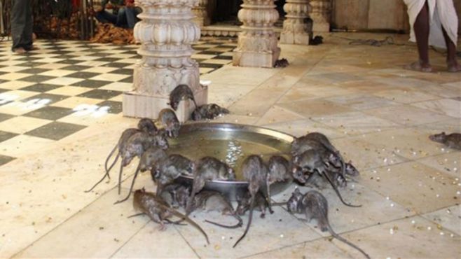 3- El tempo de las ratas sagradas. EFE