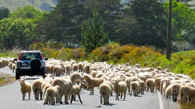  5- El reino de las ovejas. vivirenmovimiento.blogspot.com