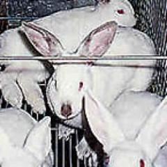 Se registran casos de enfermedad hemorrágica en los conejos