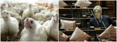 "Atentado a las condiciones laborales, persecución sindical y peligro para la salud" en avícolas de Canelones