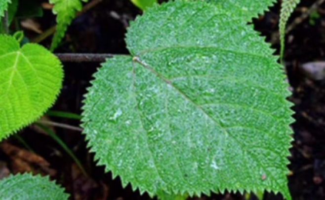 "Gimpi Gimpi", la planta capaz de quemar como el ácido