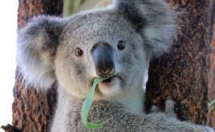 Aunque están en peligro, tratan de disminuir número de koalas