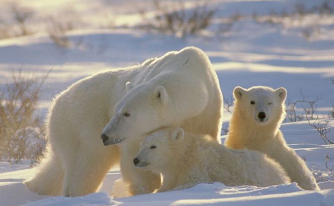Osos polares dependen de frenar el cambio climático