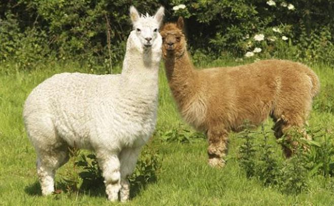 Convenio con IMM permite al Lecocq la venta de llamas