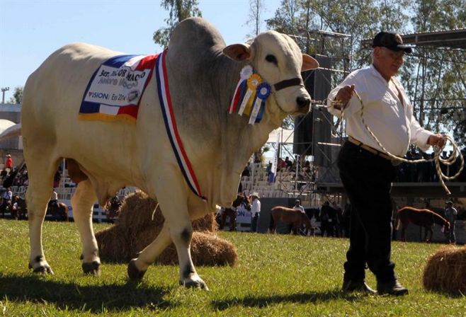 Paraguay crece en exposiciones del Mercosur