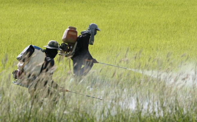 Los pesticidas afectan el esperma humano