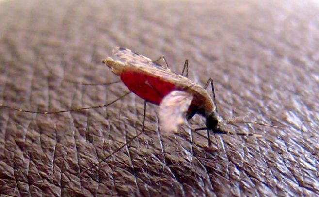 Vacuna contra la malaria podrá administrarse a partir de 2017. EFE