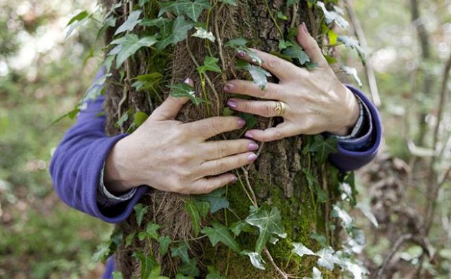 ¿Cuánto demora un árbol en recuperarse de una sequía?