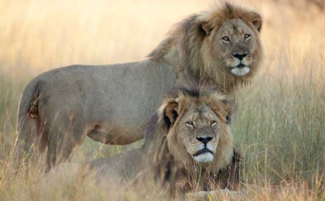 Cazadores ilegales matan al hermano del león Cecil