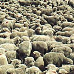 Exportan 100.000 ovinos a Arabia Saudita