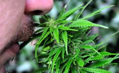 Documental explica el "porquÃ©" de legalizaciÃ³n del cannabis