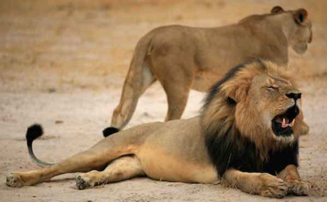 La población mundial de leones se ha reducido 42 %