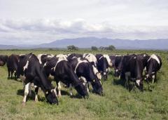 Zafra de primavera: "los buenos ganados hacen la diferencia"