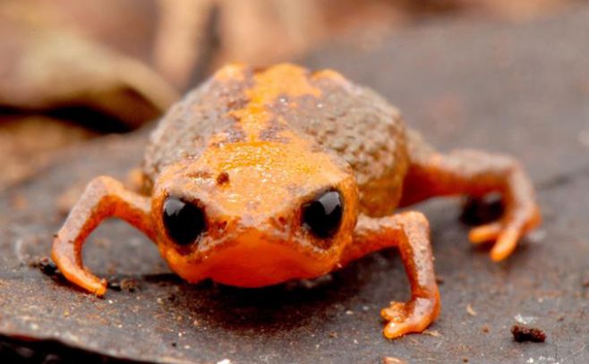 Descubren nueva especie de sapo que mide un centímetro