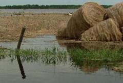 Durazno: 600 lanares mueren por abundantes lluvias