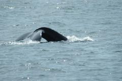 Focas y ballenas alcanzan número récord en el Támesis