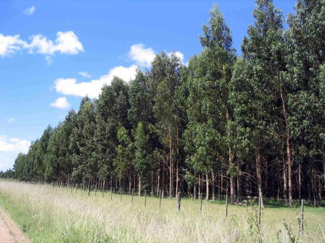 En 2015 el sector forestal "exportará  dos  mil millones de dólares"