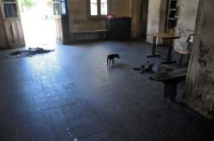 Diputada del PN recibió denuncias de nuevas mordeduras de perros a pacientes en colonias psiquiátricas