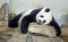 Panda gigante del zoo de Washington con dos crías