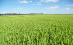 Arroz: podría descender área de siembra