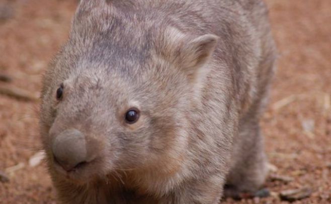 Enfermedad sarnosa amenaza a dos especies de marsupiales