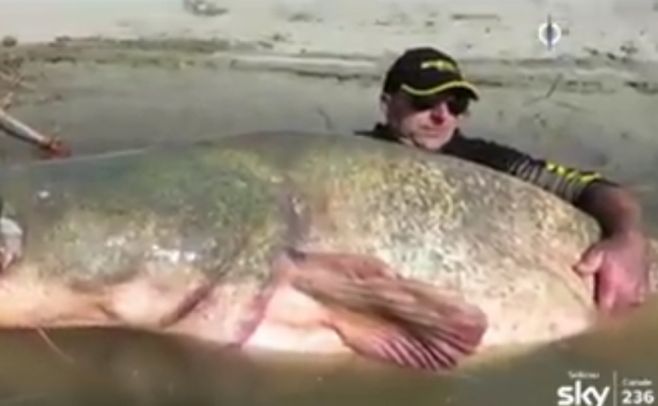 El bagre mas grande no está en Uruguay, lo pescó un italiano