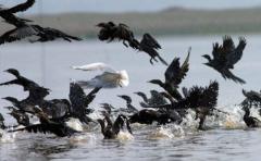 Mayoría de aves marinas ingerirán plástico en 2050