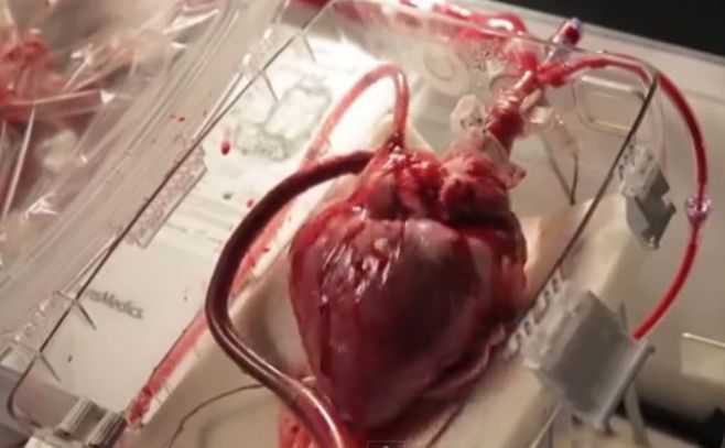 Sorprendente video: así late un corazón fuera del cuerpo